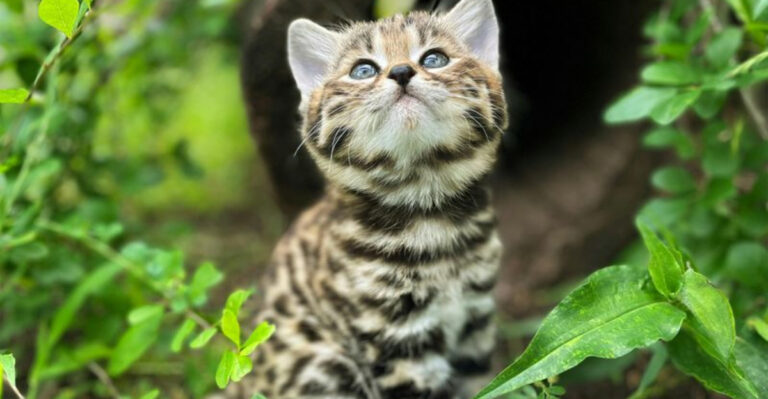 17 Fascinating Wild Cats You’ve Probably Never Heard Of