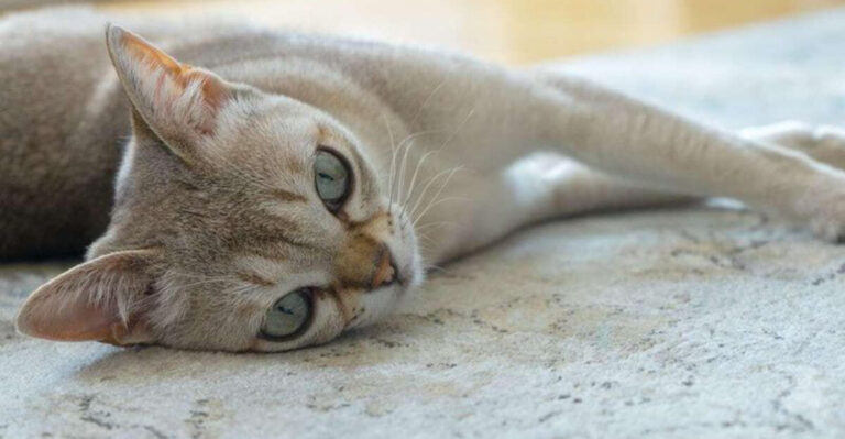 17 Feisty And Anti-Social Cat Breeds You Might Regret Bringing Home