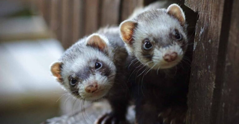 17 Formerly Wild Creatures Now Living The Domestic Life