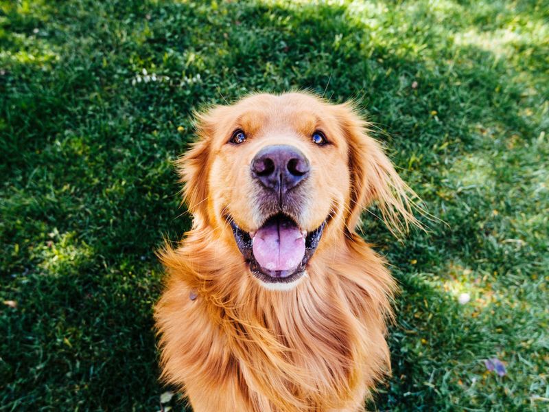 Golden Retriever