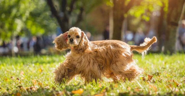 17 Friendly Dog Breeds That Love Meeting New People