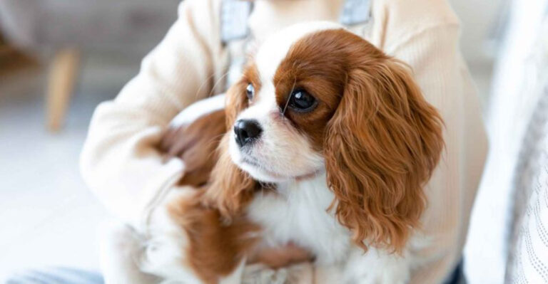 17 Gentle Dog Breeds That Comfort With Presence
