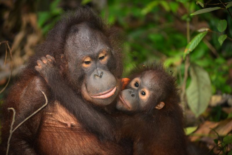 Orangutan's Eight-Year Devotion