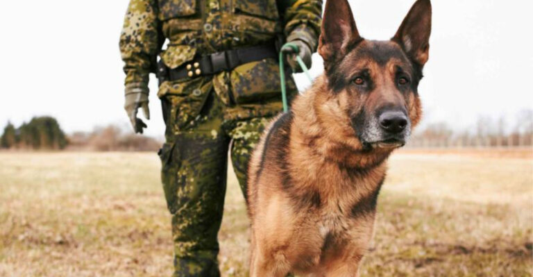 17 Heroic Jobs Military Dogs Perform In Service