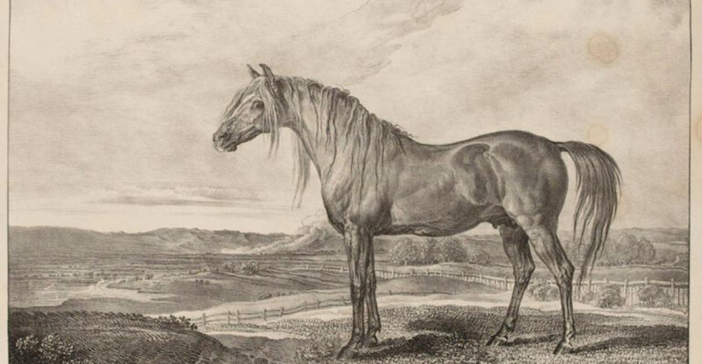 17 Horses That Stole The Spotlight From Their Riders