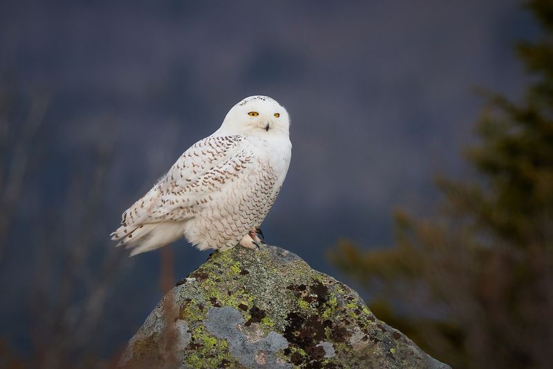 Ghost Of The Forest: The Snowy Owl