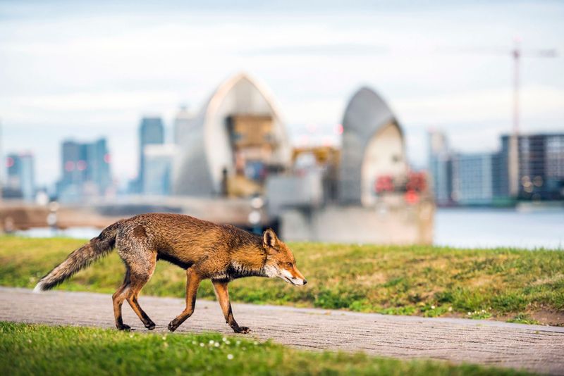 The Great Urban Explorer