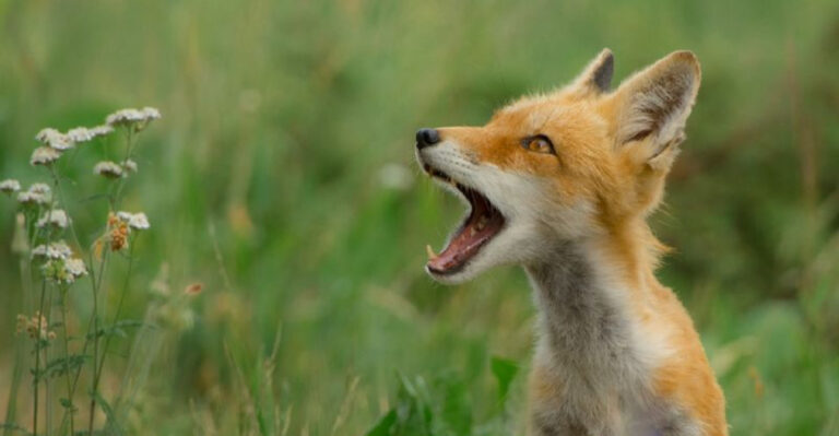 17 Incredible Facts About Red Foxes (And Why Some People Are Trying To Keep Them As Pets)