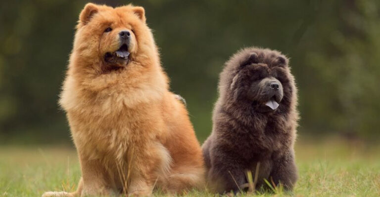17 Independent Dog Breeds That Aren’t Exactly Eager To Please