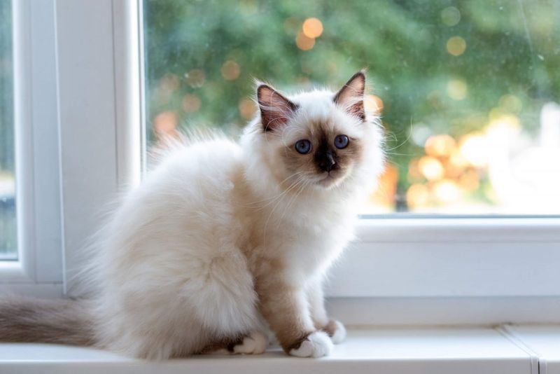 The Birman Origin Mystery