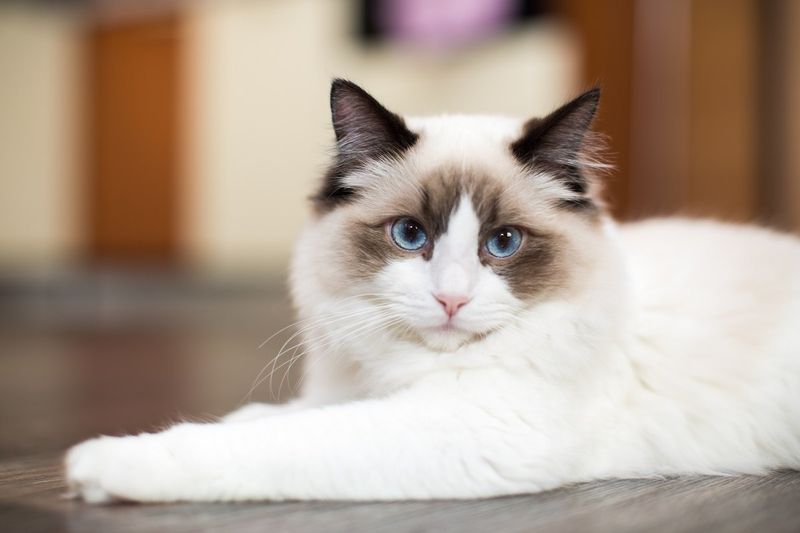 Ragdoll: The Floppy Cuddle Expert
