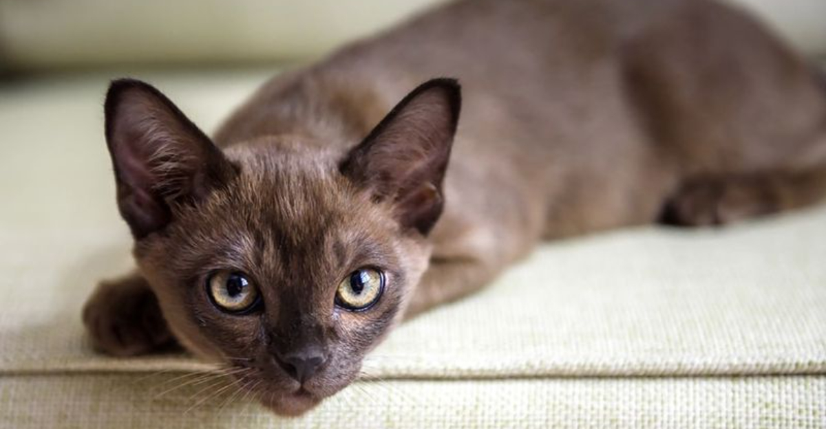 17 Laid-Back Cat Breeds With More Chill Than The Average Feline