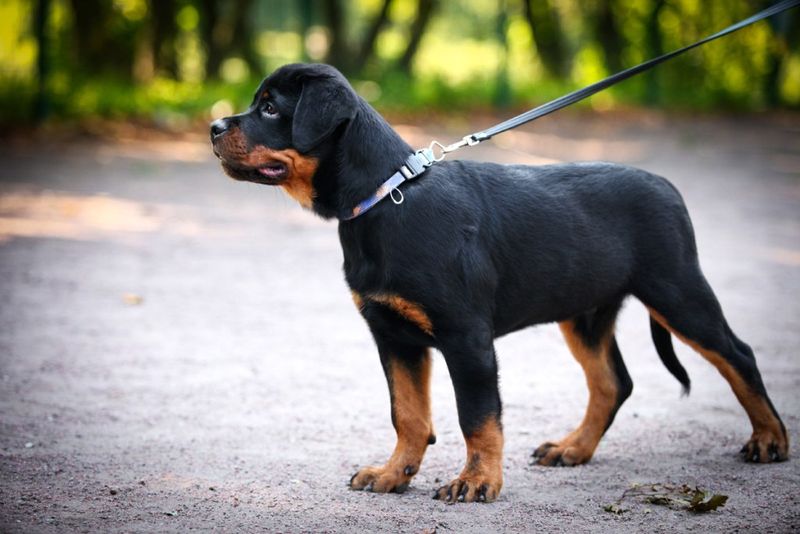 Rottweiler