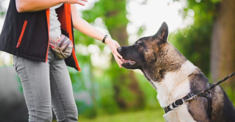 17 Large Dog Breeds That Need Firm Leadership To Avoid Trouble