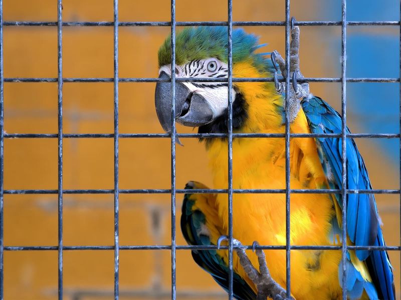 Birds Require Limited Space