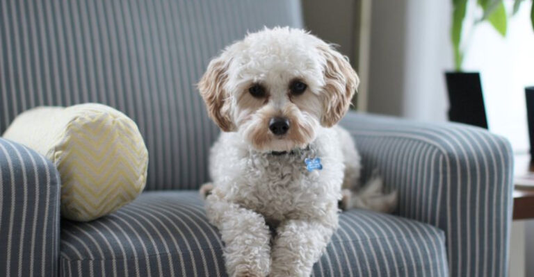 17 Must-know Essentials For First-Time Pet Parents