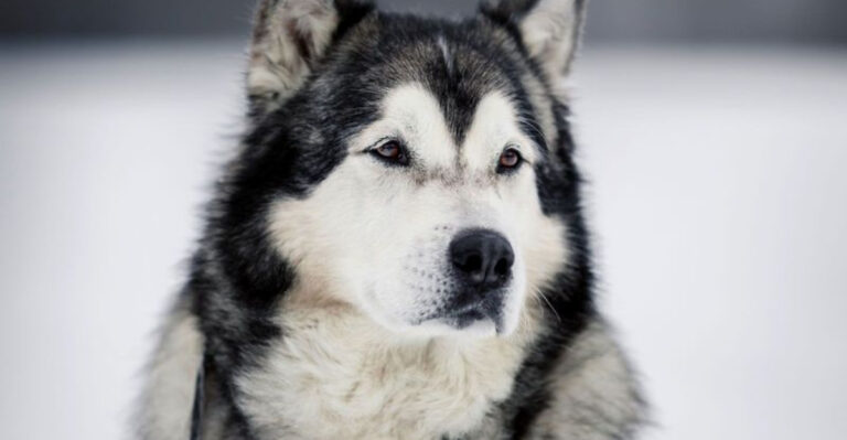 17 Of The Coolest Dog Breeds (And The Traits That Make Them Truly One Of A Kind)