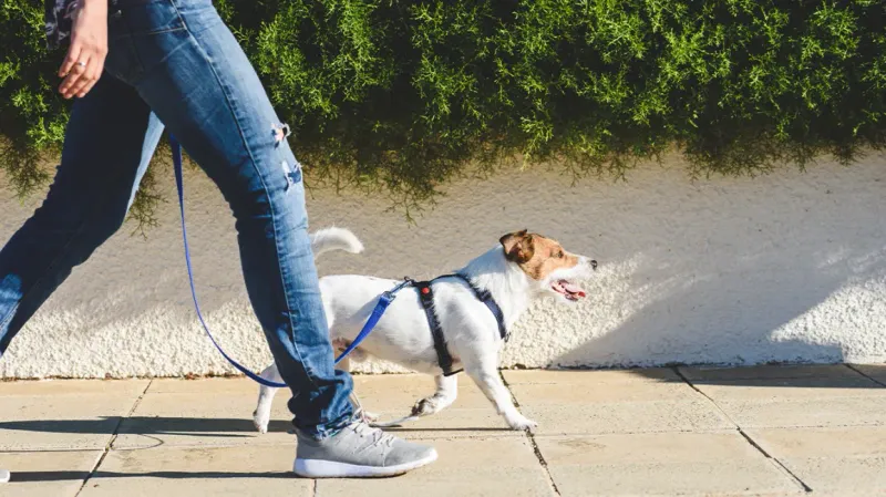 Daily Walking Buddy
