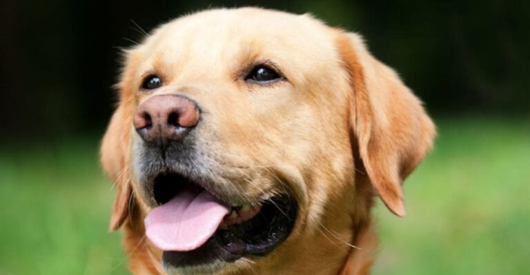 17 Reasons Dogs Are Known As Man’s Best Friend