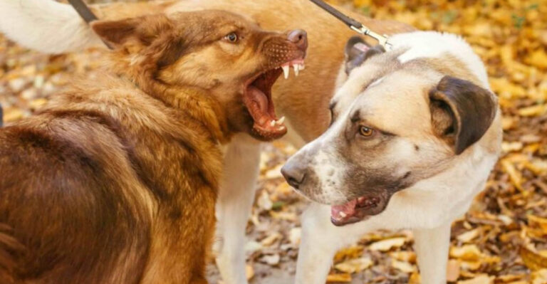 17 Reasons Why Your Pet Dog Might Develop Aggression