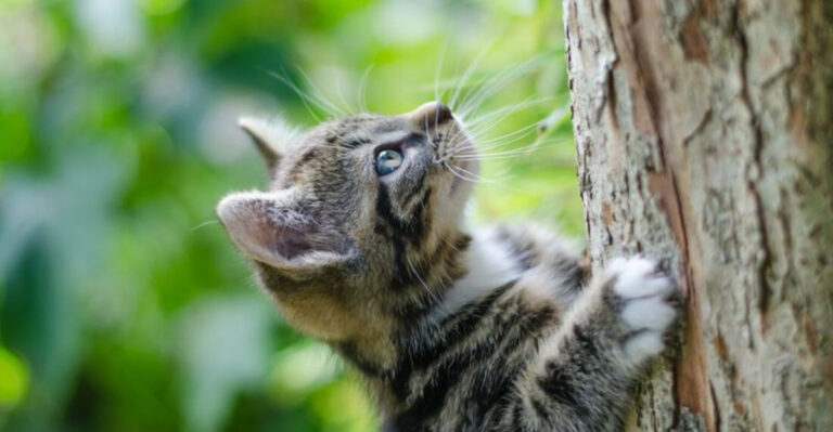 17 Smart Tactics Outdoor Cats Use To Outsmart Predators