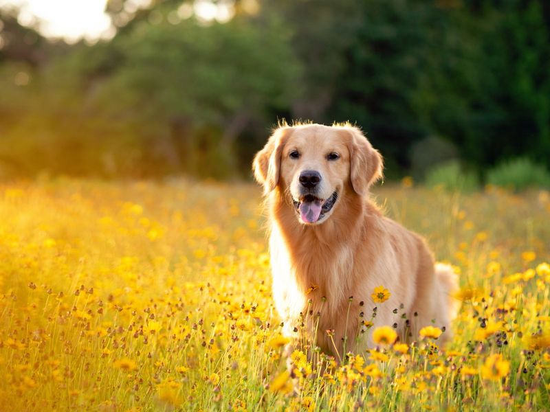 Golden Retriever: The Sunshine Snuggler