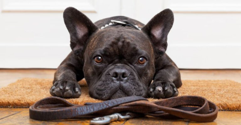 17 Types Of People Who Should Avoid Dog Ownership