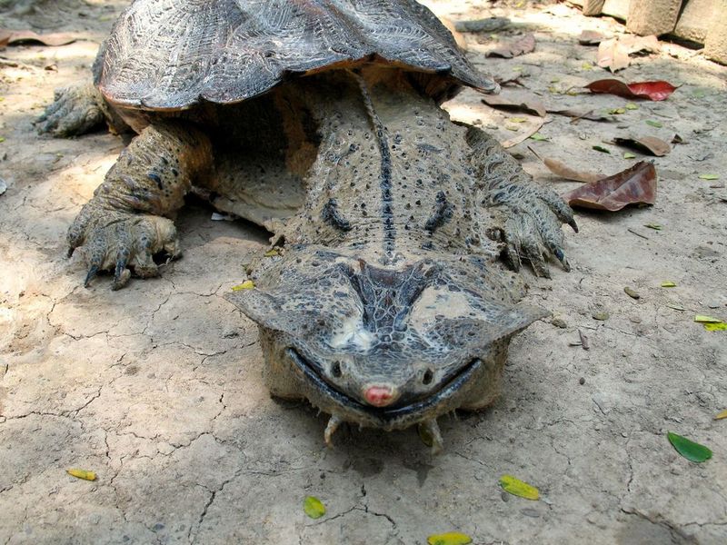 Shell Shocker: The Mata Mata