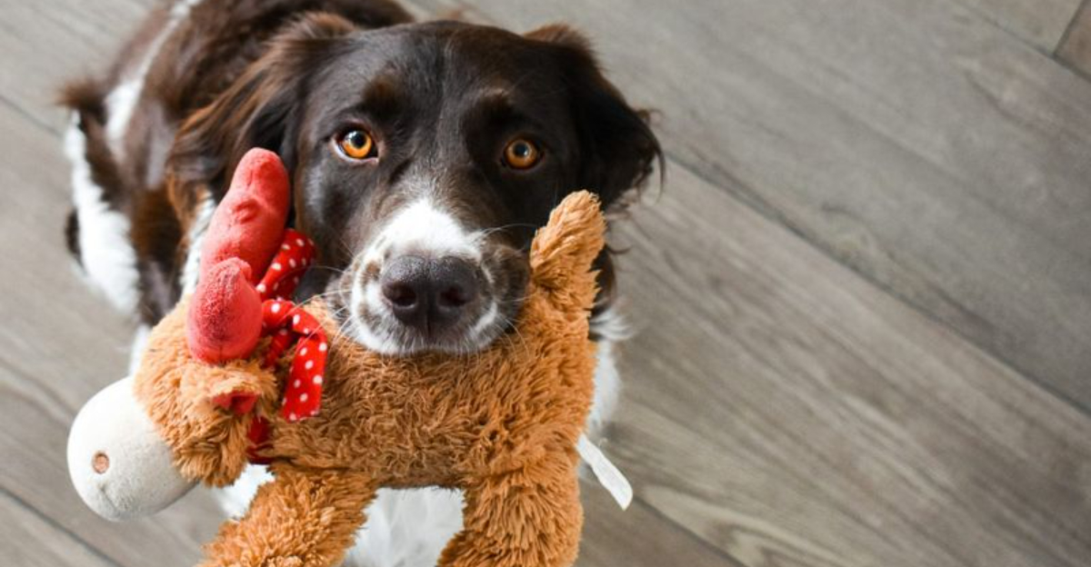 17 Ways Dogs Show Affection