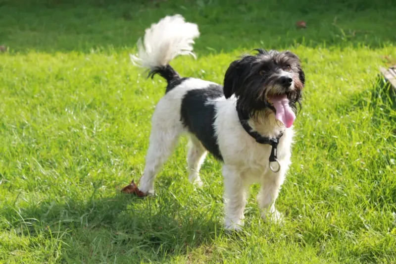 Tail Wagging