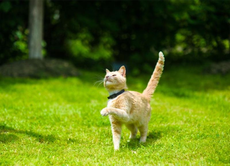 The Power Of Familiar Scents