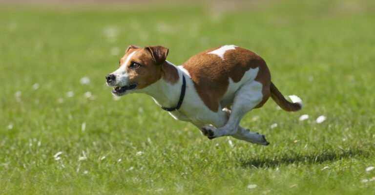 18 Dog Breeds Most People Find Unlikable