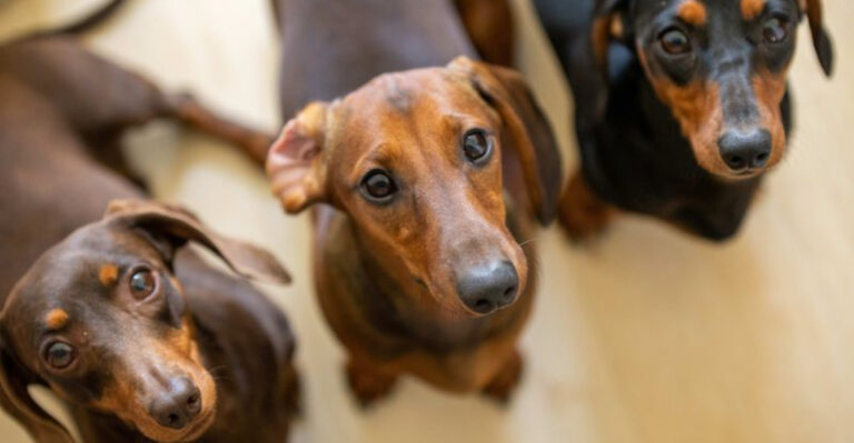 18 Dog Breeds That Understand Human Emotions Better Than We Think