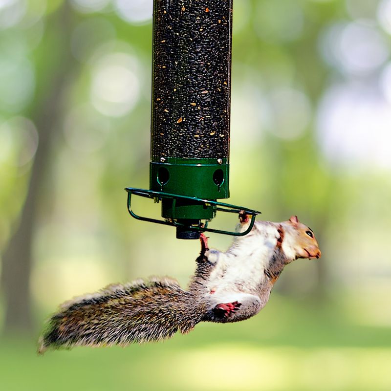 Use Squirrel-Proof Bird Feeder Designs