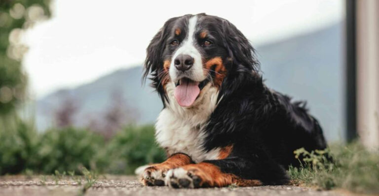 18 Exceptionally Patient Dog Breeds And The Ways They Show It