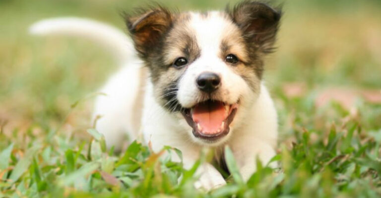 18 Fun Facts You Didn’t Know About Puppies