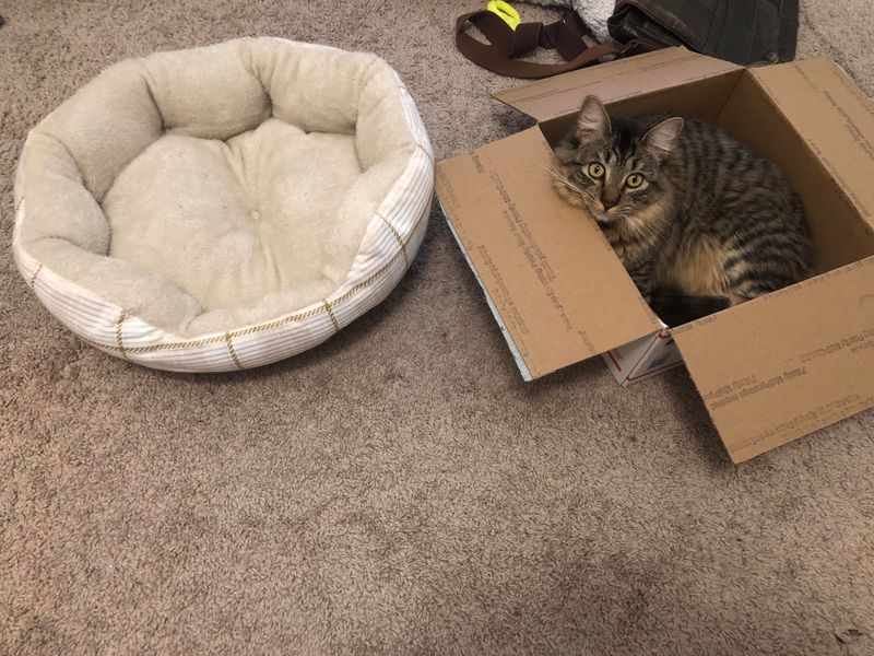 Why Does My Cat Ignore The Expensive Bed I Bought?
