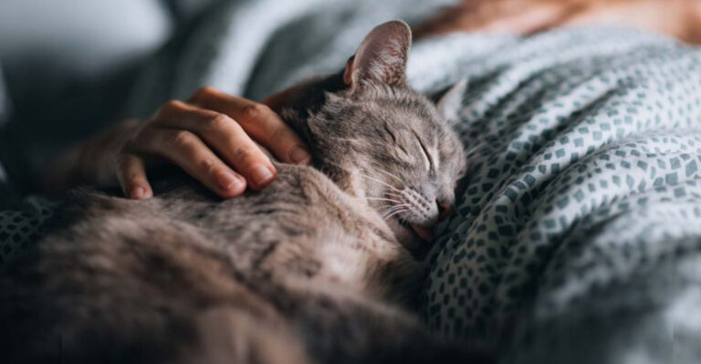 18 Hard-To-Answer Care Questions Every Cat Parent Wonders About