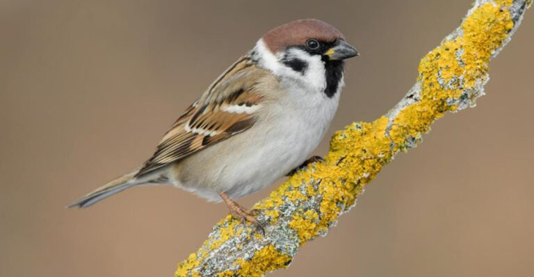 18 Invasive Bird Species Spreading Across America
