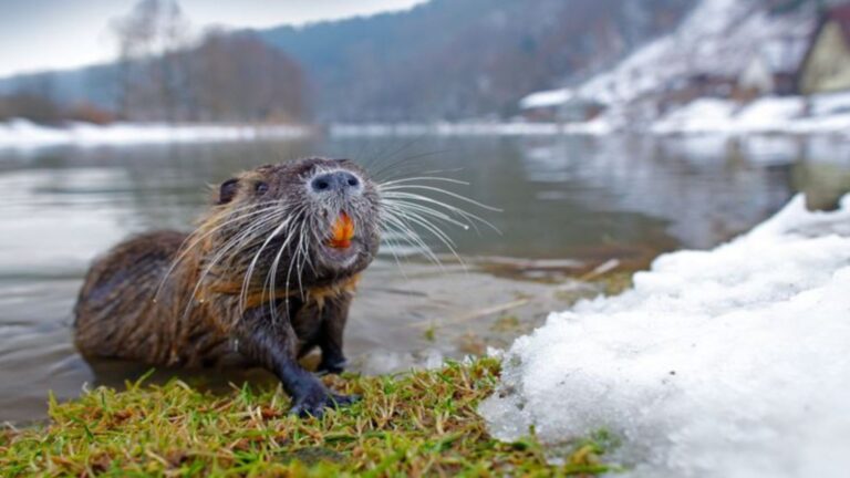 18 Invasive Species Spreading Across North America What You Should Know