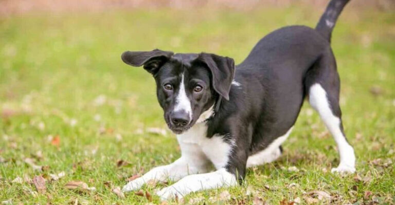 18 Key Lessons For Your Newly Adopted Rescue Dog