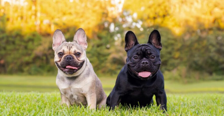 18 Loving Dog Breeds That Are Always Close By