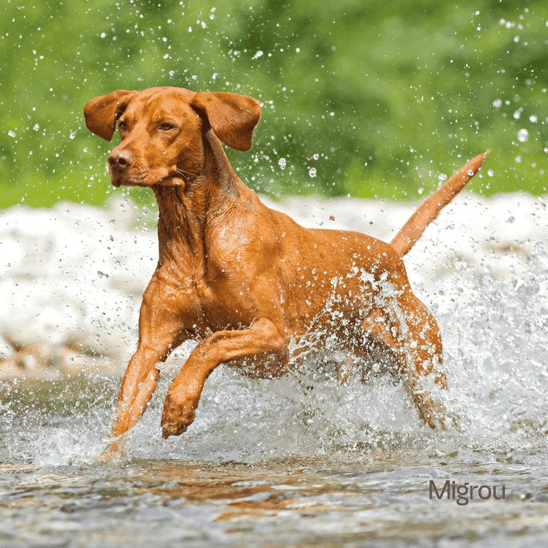 Velcro Vizslas