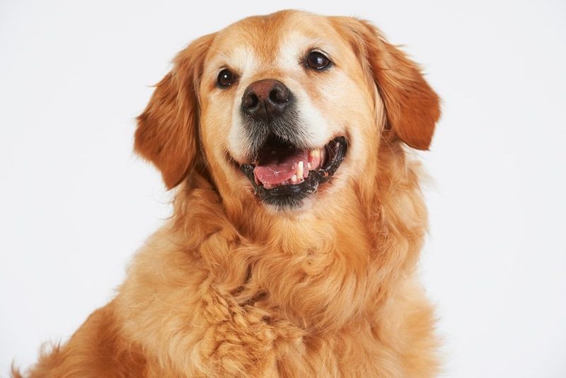 Golden Retrievers: Sunshine In Fur Form