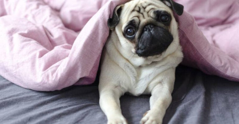 18 Loving Dog Breeds That Crave Affection More Than Anything