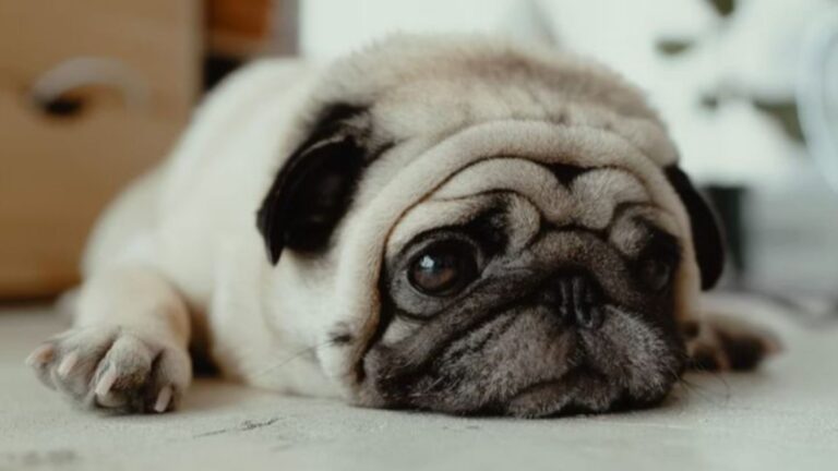 18 Things Humans Do That Dogs Find Extremely Annoying
