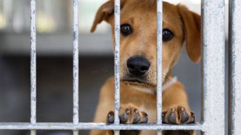 19 Reasons Why Some Dogs Struggle To Find Their Forever Home