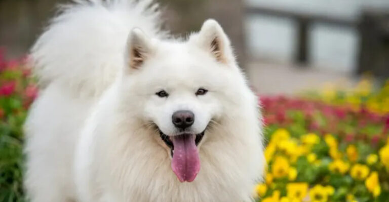 19 Self-Sufficient Dog Breeds That Can Handle Being Solo