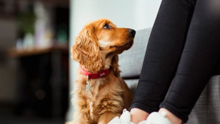 19 Small Details Your Dog Notices About You Daily