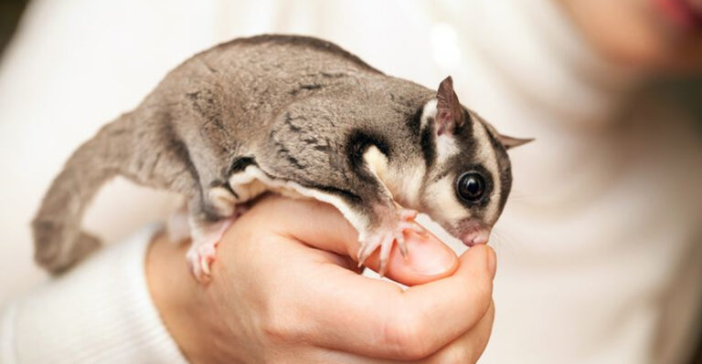 19 Tiny Animals That Make The Best Low Maintenance Pets